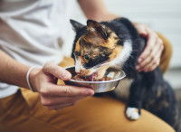 Une femme donne à manger à son chat