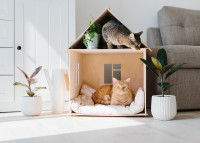 Deux chats s'amusent dans une petite maison en bois