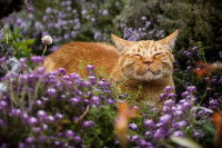 Un chat roux heureux allongé dans un champ couvert de fleurs violettes
