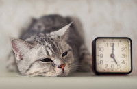 Un chat à moitié endormi allongé à côté d'un réveil-matin