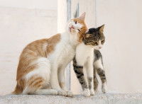 Deux chats se font un câlin