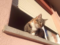 Un chat tente de s'enfuir par la fenêtre de sa maison