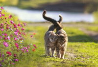 Deux chats amoureux se font des câlins dans un jardin