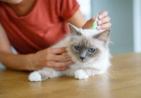 Une femme applique une pipette antipuces à son chat