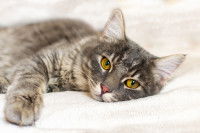 Un chat malade allongé sur un lit