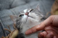 Les services de garde ou visite d'animaux à domicile