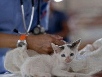 La déclaration de saillie et naissance