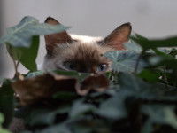 Rechercher son chat perdu par soi-même