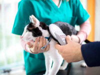 L’identification, meilleur moyen d’éviter de perdre son chat