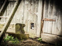 Avertir son entourage de la perte de son chat