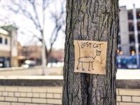 Diffuser des affiches et annonces de perte