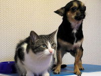 La garde du chien ou du chat, un enjeu de taille lors de la séparation