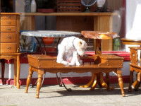 Le chien ou le chat dans le régime de la séparation de biens ou de la communauté réduite aux acquêts