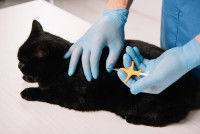 Un vétérinaire identifie un chat par puce électronique