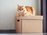 Un chat allongé au-dessus d'un carton de déménagement