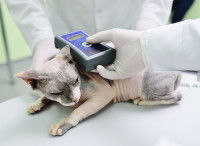 Un vétérinaire utilise un détecteur pour lire le numéro d'identification d'un chat