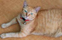 Un chat roux aux yeux verts porte un collier