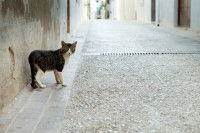 Un chat perdu dans la rue