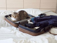 Un chat allongé dans une valise de voyage