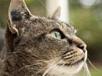 Un chat avec un tatouage à peine lisible dans l'oreille