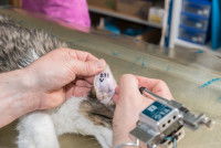 Un vétérinaire tatoue l'oreille d'un jeune chat