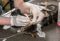 Un vétérinaire tatoue l'oreille d'un chat sous anesthésie