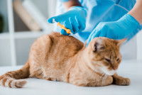 Un vétérinaire implante une puce électronique à un chat roux