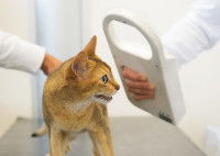 Un vétérinaire approche un lecteur de puce d'un chat Abyssin