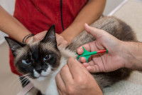 Un vétérinaire implante une puce à un chat