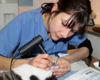 Un chat se fait tatouer dans l'oreille