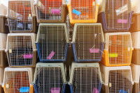 Des cages de transport pour animaux