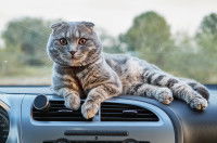 Un Scottish Fold allongé sur le tableau de bord d'une voiture