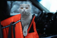 Un Scottish Fold dans un sac de transport dans une voiture