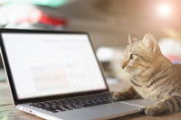 Un chat devant un ordinateur portable