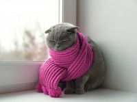 Un chat a froid et porte une écharpe