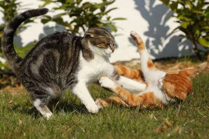 Les Bagarres De Chats