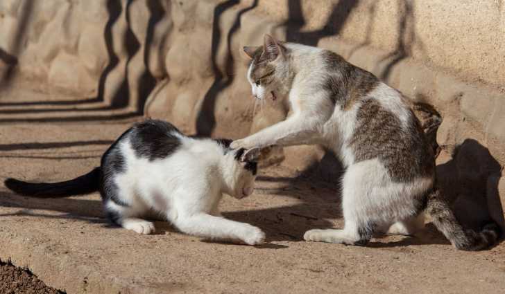 Les Bagarres De Chats