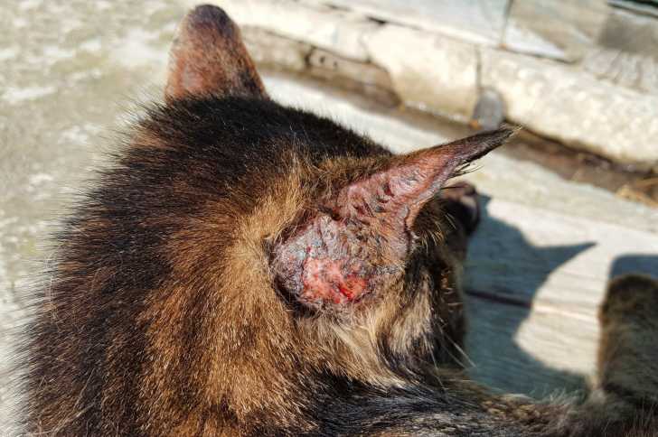 Les Bagarres De Chats