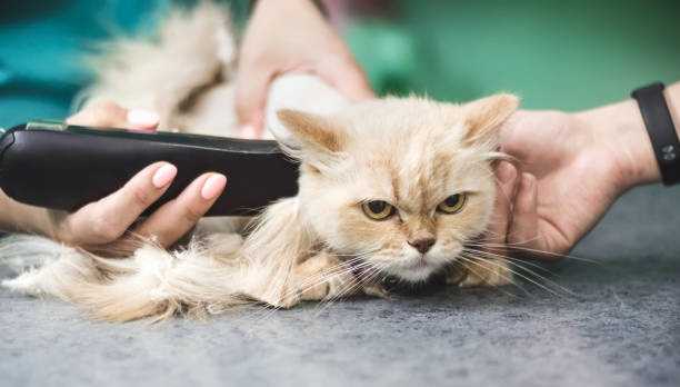 Les Epillets Quels Dangers Pour Le Chat Et Que Faire