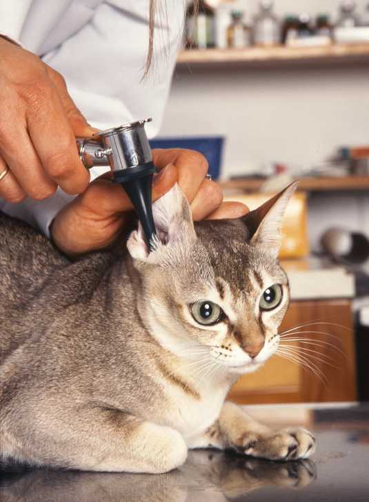 Les Epillets Quels Dangers Pour Le Chat Et Que Faire