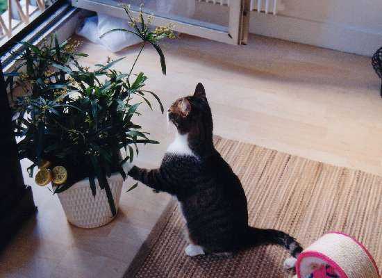 Les Plantes Toxiques Et Nocives Pour Les Chats