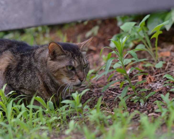 Les Plantes Toxiques Et Nocives Pour Les Chats