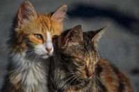 Lorsque les besoins de l'animal ne sont pas respectés