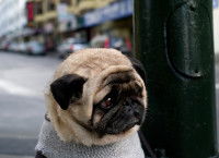 Le comportementaliste, psychologue des animaux
