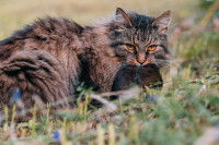 Un chat gris ayant attrapé un rat dans un pré