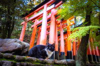 Un chat assis à côté du sanctuaire Fushimi Inari Taisha, à Kyoto (Japon)