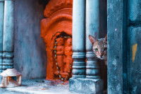 Un chat errant dans les rues de Varanasi, en Inde