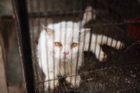 Un chat Persan dans une cage