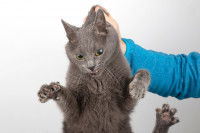 Une personne attrapant un chat gris par la peau du cou