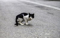 Un chat noir et blanc blessé dans la rue